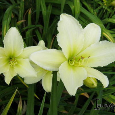 Hemerocallis 'Light the Way' - 