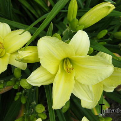 Hemerocallis 'Cream Drop' - 