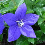 Platycodon grandiflorus 'Astra Blue' - 