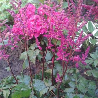 Astilbe chinensis 'Vision in Red'