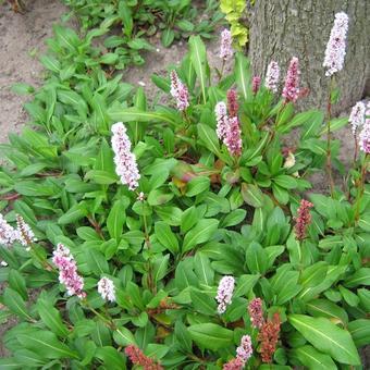 Persicaria affinis 'Darjeeling Red'