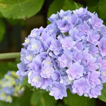 Hydrangea macrophylla 'Together'