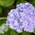 Hydrangea macrophylla 'Together'