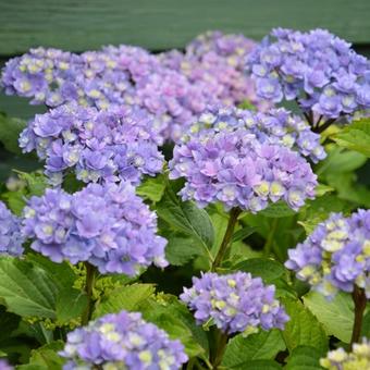 Hydrangea macrophylla 'Together'