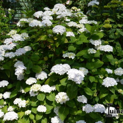 Hydrangea Macrophylla 'ENDLESS SUMMER The Bride' 