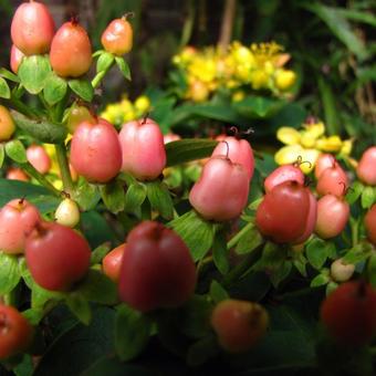 Hypericum x inodorum 'Elite Sweet Lion'