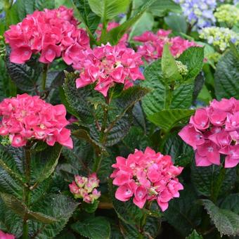 Hydrangea macrophylla 'Merveille Sanguine'