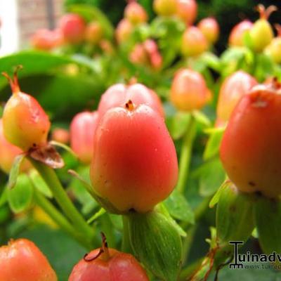 Hypericum x inodorum 'Elite Sweet Lion' - 