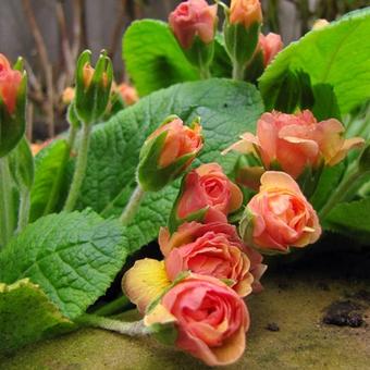 Primula vulgaris 'Ken Dearman'