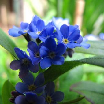 Myosotis spec.