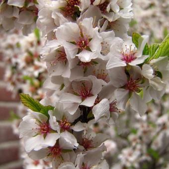 Prunus tomentosa