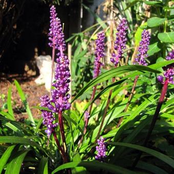 Liriope muscari