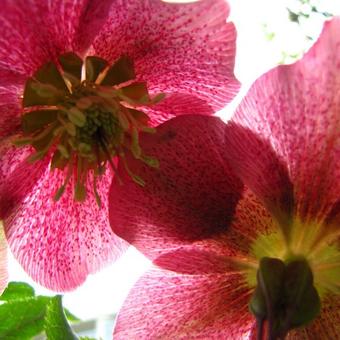 Helleborus orientalis 'Joy Hybrids'