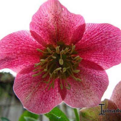 Helleborus orientalis 'Joy Hybrids' - 