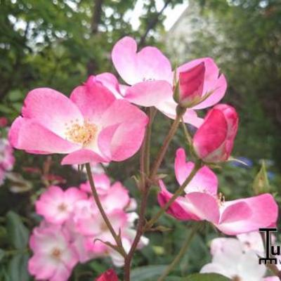 Rosa 'Rush' - 