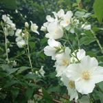 Philadelphus 'Belle Etoile' - SERINGAT 'BELLE ETOILE',  JASMIN DES POÈTES - Philadelphus 'Belle Etoile'