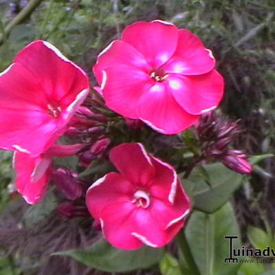 Phlox paniculata 'Red Riding Hood' - 