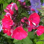 Phlox paniculata 'Red Riding Hood' - 