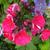 Phlox paniculata 'Red Riding Hood'