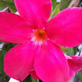 Mandevilla