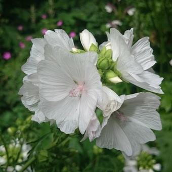 Malva moschata 'Alba'