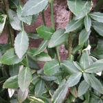 Euonymus fortunei var. radicans - 