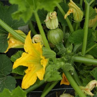 Cucurbita pepo 'Ronde de Nice'