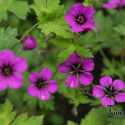 Geranium 'Anne Thomson' - Geranium 'Anne Thomson'