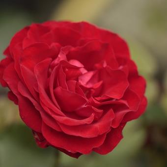 Rosa 'Nina Weibull'