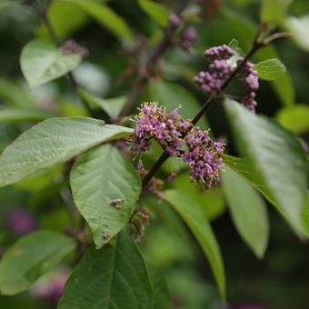 Callicarpa bodinieri 'Profusion'