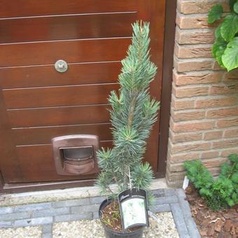 Pinus sylvestris 'Fastigiata'