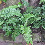 Polystichum polyblepharum 'Jade'  - 