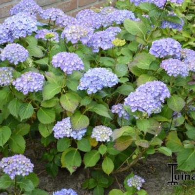 Hydrangea macrophylla 'Deutschland' - 