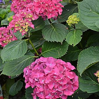 Hydrangea macrophylla 'Big Mamma'