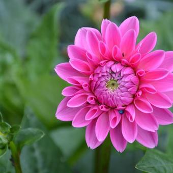 Dahlia 'Wizard of Oz'