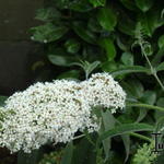 Buddleja davidii 'Nanho White' - 