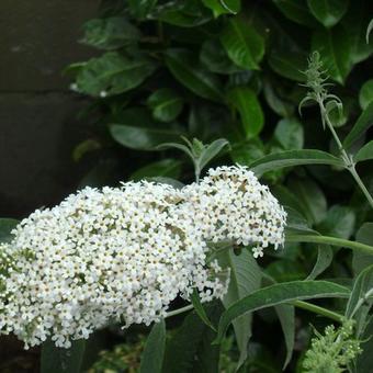 Buddleja davidii 'Nanho White'