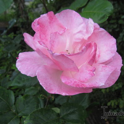 Rosa 'Queen Elizabeth' - 