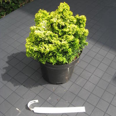 Chamaecyparis obtusa 'Butter Ball' - 