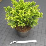 Cryptomeria japonica 'Vilmorin Gold' - 