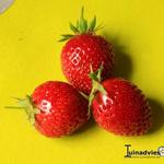 Fragaria x ananassa 'Gigantella Maxim'   - 