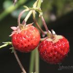 Fragaria x ananassa 'Perle de Prague' - 