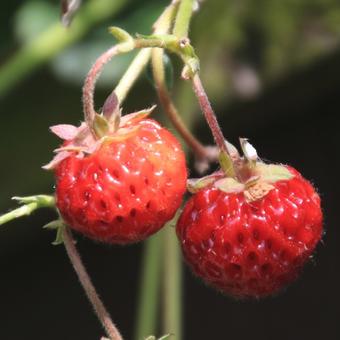 Fragaria x ananassa 'Perle de Prague'