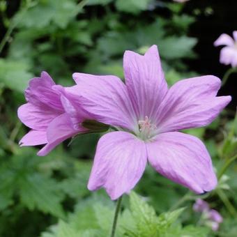 Geranium endressii 'Wargrave Pink'