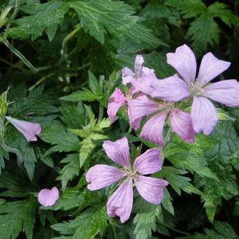 Geranium endressii 'Wargrave Pink'