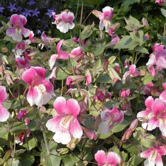 Mimulus naiandinus