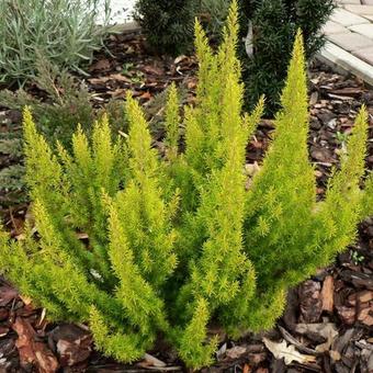 Erica arborea 'Estrella Gold'