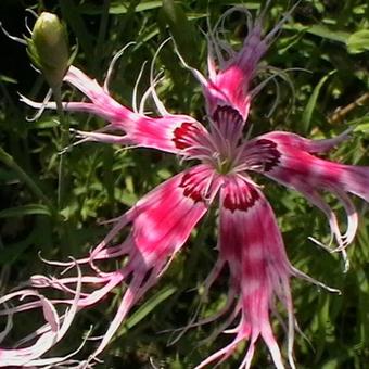 Dianthus chinensis 'Dancing Geisha’