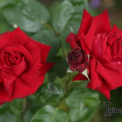 Rosa 'Ingrid Bergman' - 