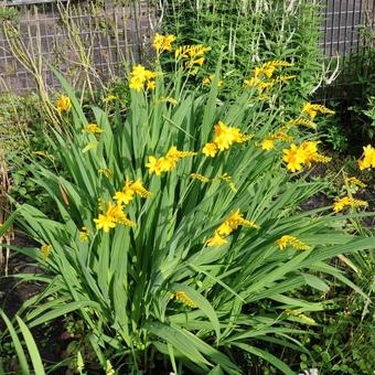 Crocosmia x crocosmiiflora 'Citronella'